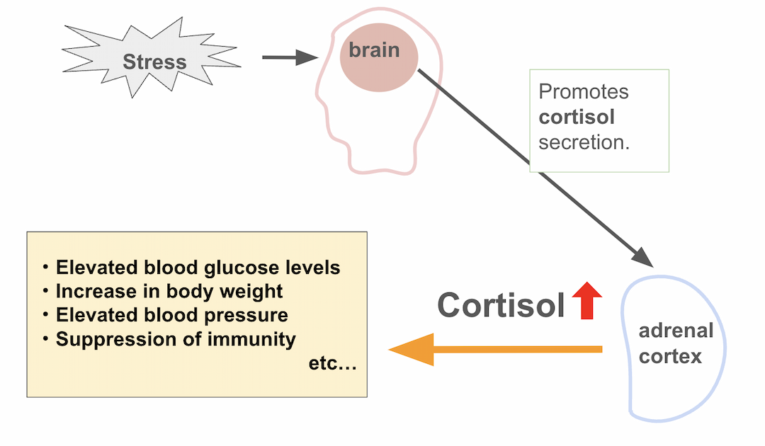 Cortisol Work