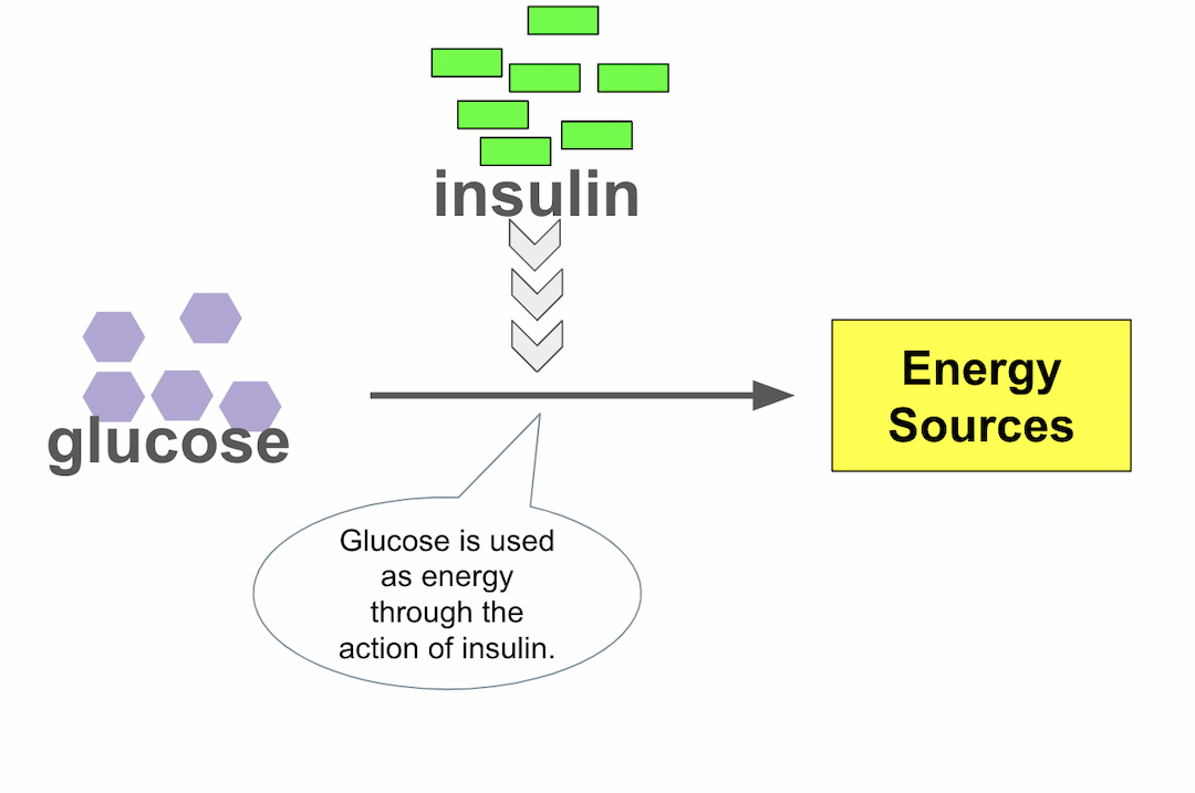 Normal sleep insulin work